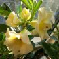 2 Pcs Rare 'thin yellow elves' Adenium Desert rose