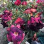 2 Pcs Imported 'mikonos girl' Adenium Desert rose