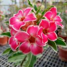 2 Pcs Rare 'fireball' Adenium Desert rose