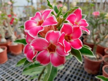 2 Pcs Rare 'fireball' Adenium Desert rose