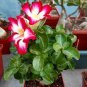 2 Pcs Rare 'fireball' Adenium Desert rose