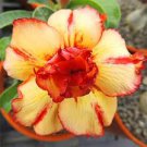 2 Pcs Imported 'Saint Huang' Adenium Desert rose