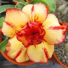 2 Pcs Imported 'Saint Huang' Adenium Desert rose