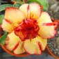 2 Pcs Imported 'Saint Huang' Adenium Desert rose