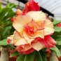 2 Pcs Imported 'Saint Huang' Adenium Desert rose