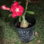2 Pcs Rare 'beautiful promise' Adenium Desert rose
