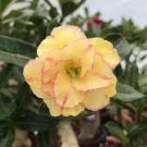 2 Pcs Heirloom Trumpet Adenium Desert rose