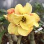 2 Pcs Heirloom Trumpet Adenium Desert rose