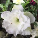 2 Pcs Rare 'Snowman Wings' Adenium Desert rose