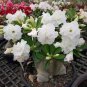 2 Pcs Rare 'Snowman Wings' Adenium Desert rose