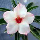 2 Pcs Heirloom 'Shui Wang' Adenium Desert rose