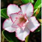 2 Pcs Heirloom 'Shui Wang' Adenium Desert rose
