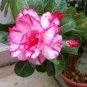 2 Pcs Heirloom 'Shui Wang' Adenium Desert rose