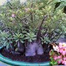 2 Pcs Heirloom 'Cheng Wang' Adenium Desert rose