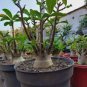 2 Pcs Heirloom 'Cheng Wang' Adenium Desert rose