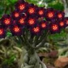 2 Pcs Rare Dark Flowing Adenium Desert rose