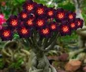 2 Pcs Rare Dark Flowing Adenium Desert rose
