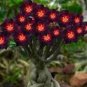 2 Pcs Rare Dark Flowing Adenium Desert rose