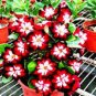 2 Pcs Rare Dark Flowing Adenium Desert rose