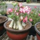 2 Pcs Imported 'Color Bell' Adenium Desert rose