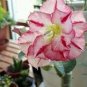 2 Pcs Imported 'Color Bell' Adenium Desert rose