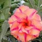 2 Pcs Imported 'Color Bell' Adenium Desert rose