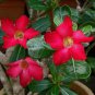 2 Pcs Taiwan Deep Red Adenium Desert rose