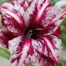 2 Pcs Rare 'Blood White' Adenium Desert rose