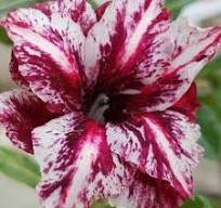 2 Pcs Rare 'Blood White' Adenium Desert rose