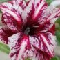 2 Pcs Rare 'Blood White' Adenium Desert rose