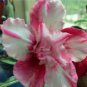 2 Pcs Rare 'Blood White' Adenium Desert rose