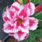 2 Pcs Rare 'Blood White' Adenium Desert rose