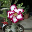 2 Pcs Rare Pink White Desert Rose Adenium