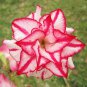 2 Pcs Rare Pink White Desert Rose Adenium