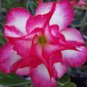 2 Pcs Rare Pink White Desert Rose Adenium