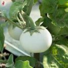 200 Pcs Lao White Eggplant Seeds 200 Pcs Lao White Eggplant Seeds