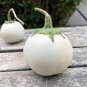 200 Pcs Lao White Eggplant Seeds