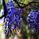 New Dark Blue Wisteria Tree Seeds