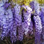 New Dark Blue Wisteria Tree Seeds