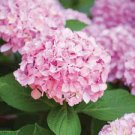15 Pcs Hydrangea Light Pink Big Blooms Flowers