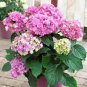 15 Pcs Hydrangea Light Pink Big Blooms Flowers