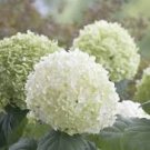 15 Pcs Hydrangea arborescens White Flower Seeds 15 Pcs Hydrangea arborescens White Flower Seeds
