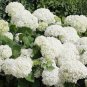 15 Pcs Hydrangea arborescens White Flower Seeds