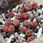 10 Pcs Lithops Julii 'Kosogyoku' Seeds
