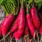 150 Pcs Red Long Raphanus Radish Seeds