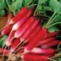 150 Pcs Red Long Raphanus Radish Seeds