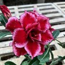 2 Pcs Adenium Dark Red Moon Plant Seeds