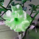 2 Pcs Adenium Green Beautiful Flower Seeds