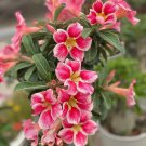2 Pcs Adenium Rose Red Light Pink Flower Seeds