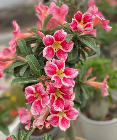 2 Pcs Adenium Rose Red Light Pink Flower Seeds
